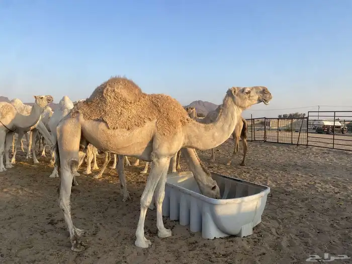 ناقه. ضروبه للبيع 1