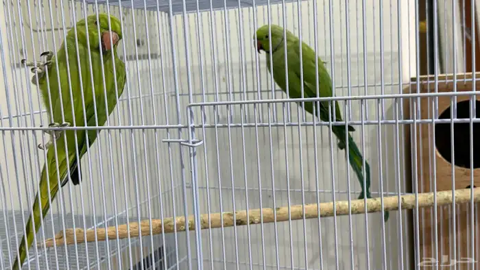 طيور بغبغا درة هندي 1