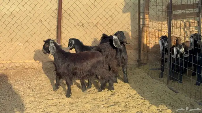 تيوس وجفار ذبايح 1