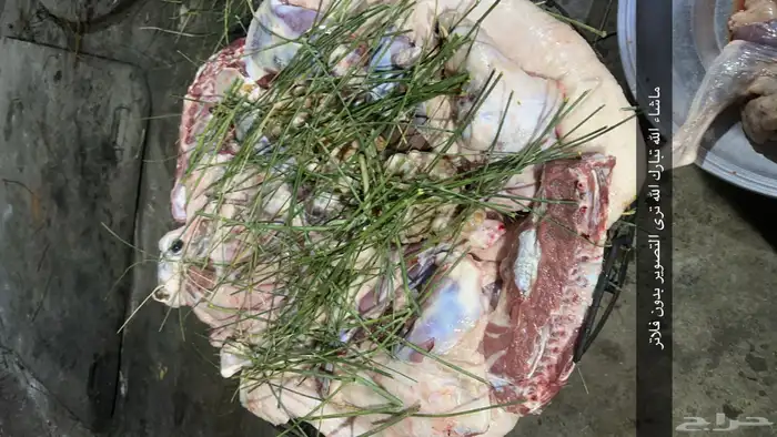 ذبايح حري وسواكني مع الذبح او الطبخ والتوصيل راجع التقييمات 15