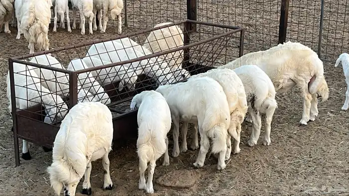 خرفان عمر 3 شهور سلخ وتوصيل 0