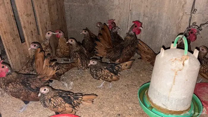 دجاج سبرايت 1