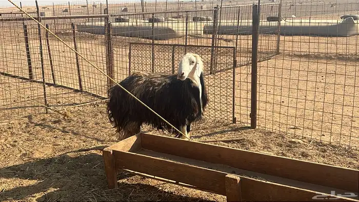 فحل نجدي جرم فاخر 1