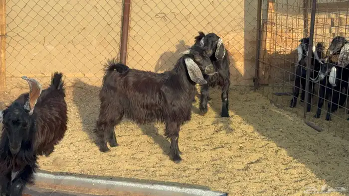 تيوس وجفار ذبايح 0