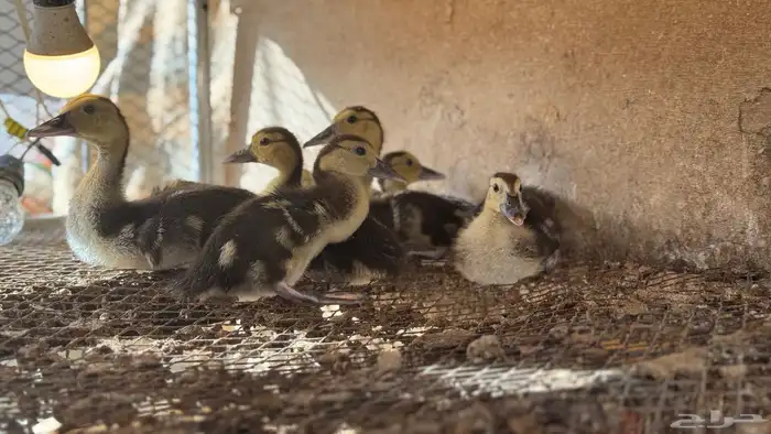 صيصان بط مصري 0