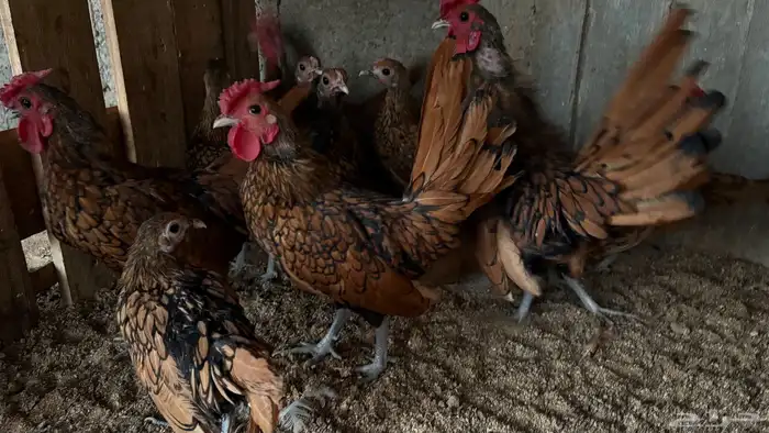 دجاج سبرايت 0