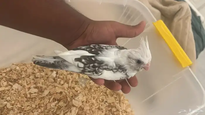 للبيع فرخ كروان 3