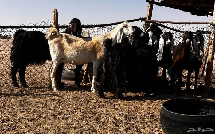 معز طيبة مضاريع وحليب 0