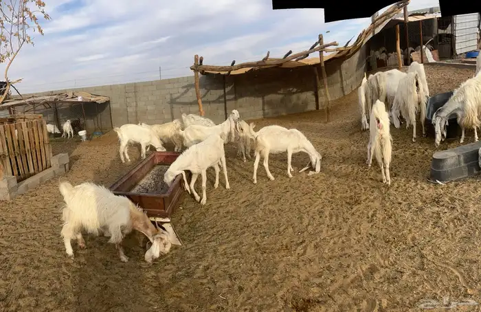 معزا مشاريك مراح وجفار 6