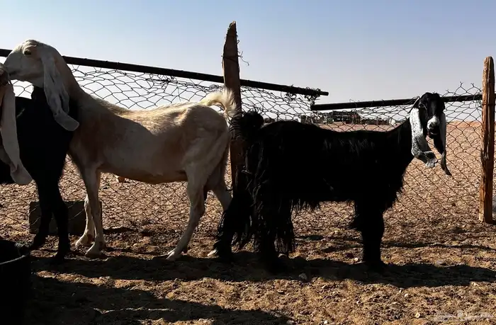 معز طيبة مضاريع وحليب 2