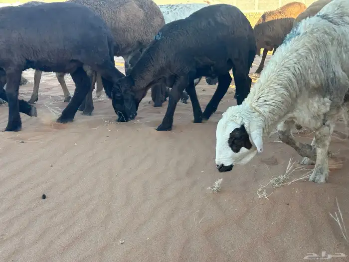 طليان سواكن غنم بر 1