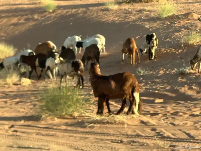 طليان سواكن غنم بر 36