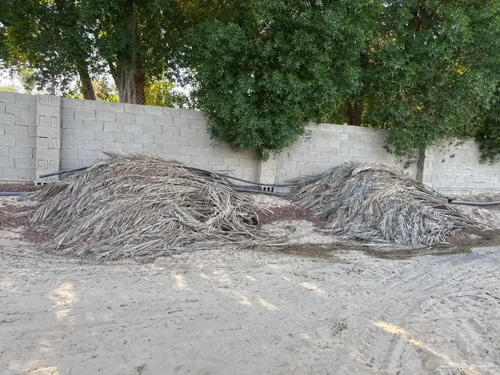 سعف جريد نخل جاف 0