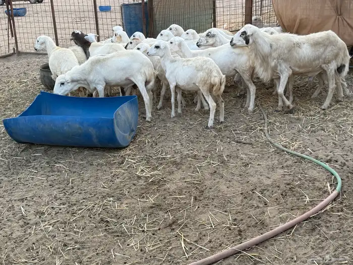 للبيع رخال رفيديات مراح واحد 10