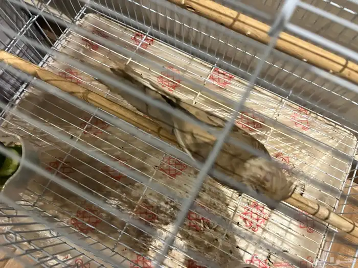 السلام عليكم عندي أنثى كروان هادئه وصحيه 3