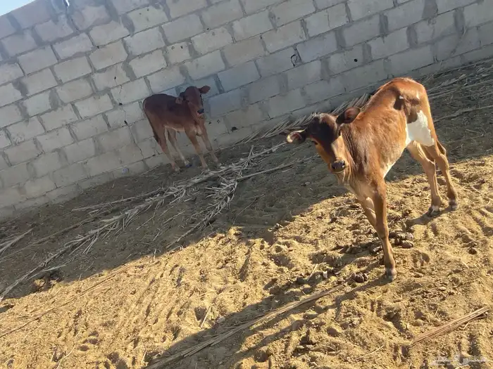 بقر للبيع خلفات 0