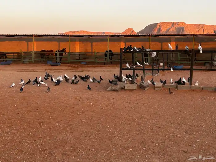 قطايف جمله وتفريد 7