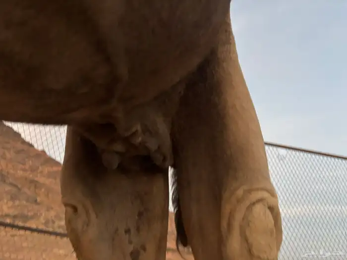 ناقه شقحا القحه 1