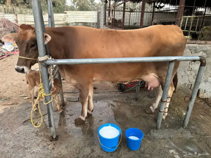 بقره سويسريه فاخره من فواخر ابقار الاحساء 4