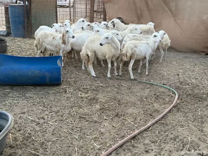 للبيع رخال رفيديات مراح واحد 9