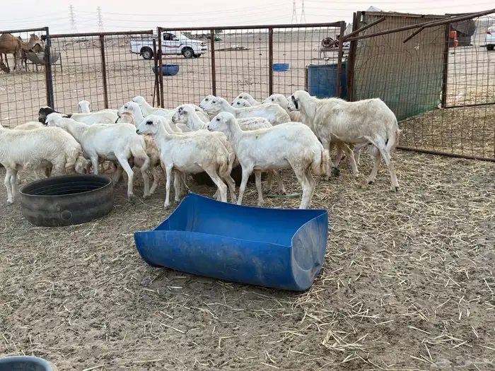 للبيع رخال رفيديات مراح واحد 6