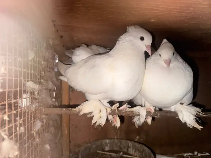 حمام رقاصي منتج وانتاجه بطل 0