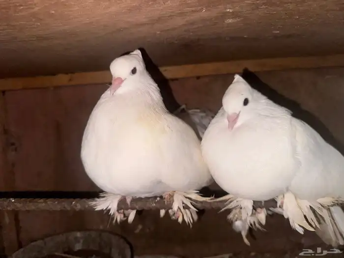 حمام رقاصي منتج وانتاجه بطل 3