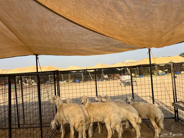 ذبيحتك توصل لباب بيتك 0