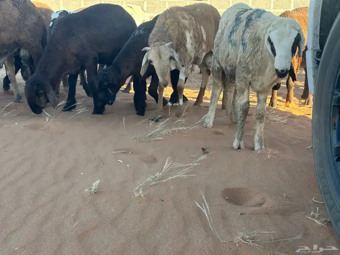 طليان سواكن غنم بر 4