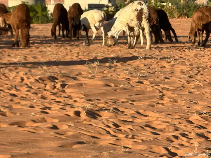 طليان سواكن غنم بر 56