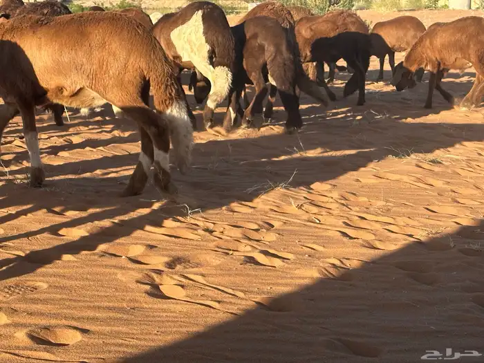 طليان سواكن غنم بر 60