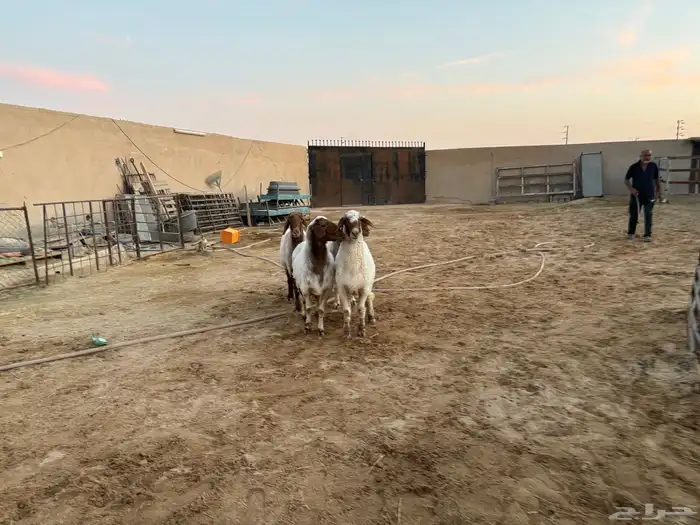 حيل نعيم طيبه شحم عدد 4 سومها 1070 4