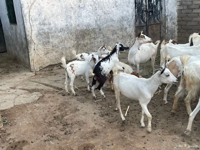 ماعز مقاني للبيع 6