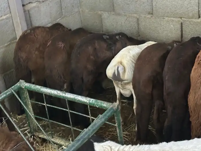 طليان سواكن غنم بر 91