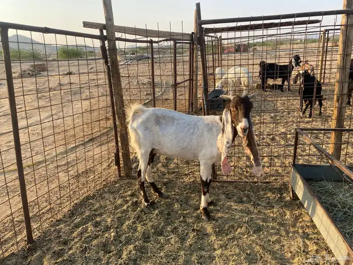 عنز هولنديه مضارع 7