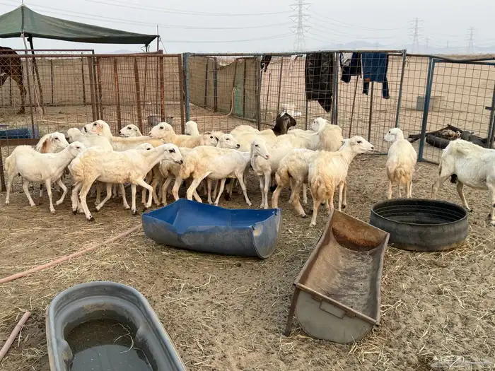 للبيع رخال رفيديات مراح واحد 1