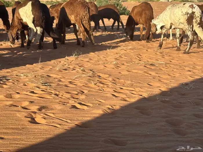 طليان سواكن غنم بر 59