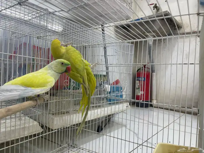 جوز دره هوليدي 2