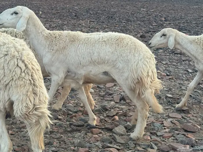 مراح حرش رخال تم البيع 8