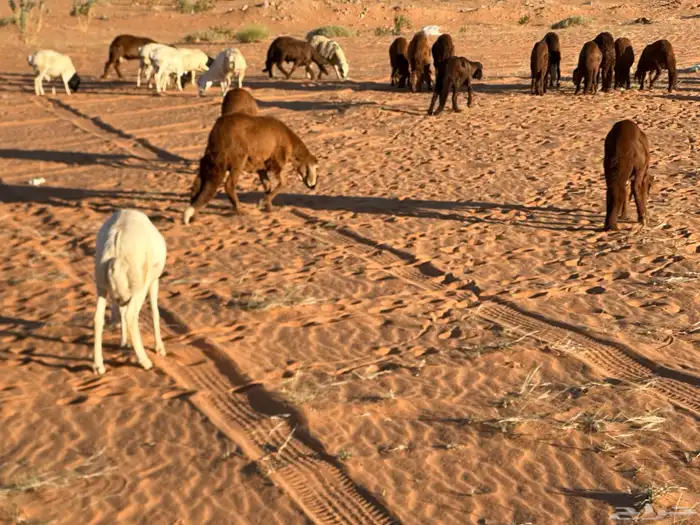 طليان سواكن غنم بر 48