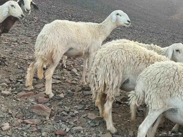 مراح حرش رخال تم البيع 9