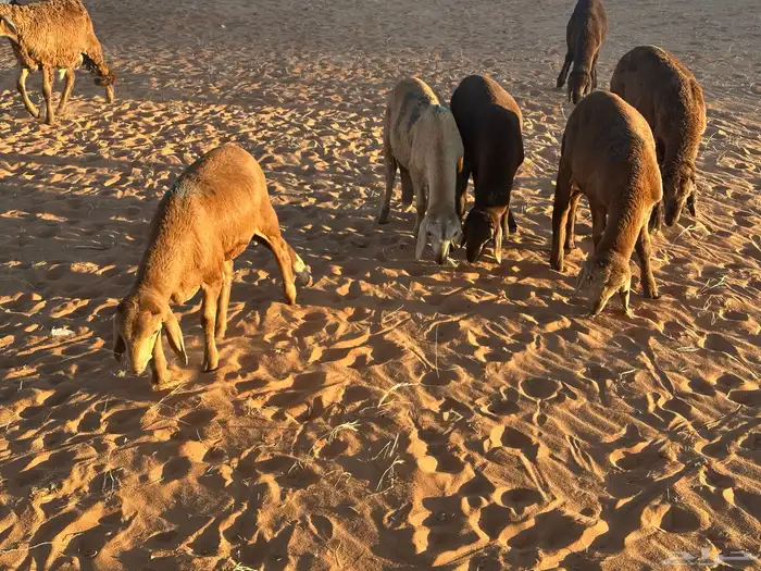 طليان سواكن غنم بر 70