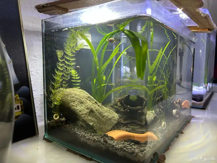 حوض سمك مزروع 0