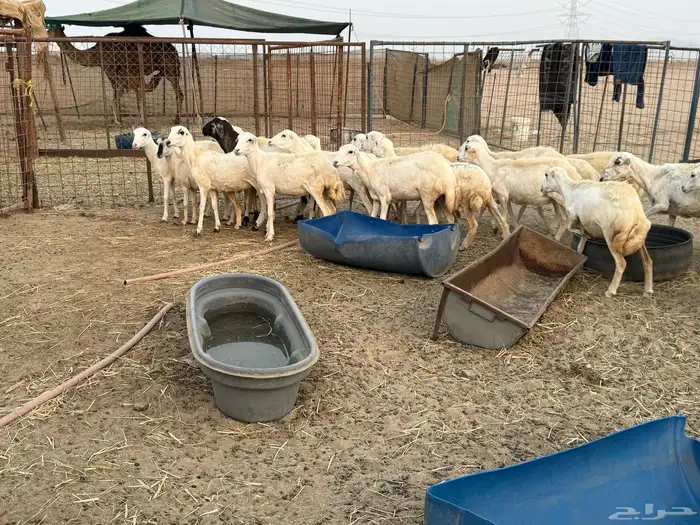 للبيع رخال رفيديات مراح واحد 4