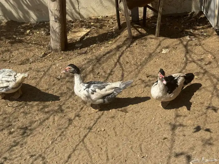 بط مصري عدد 5 حبات ذكرين وثلاث اناثي 2