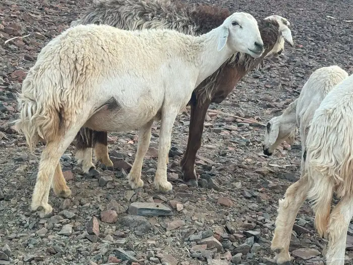 مراح حرش رخال تم البيع 10