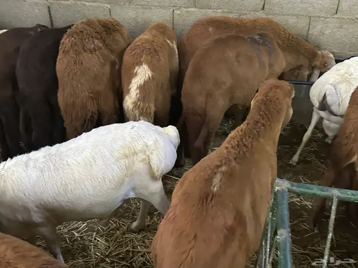 طليان سواكن غنم بر 95