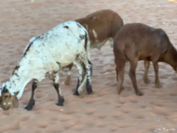 طليان سواكن غنم بر 86