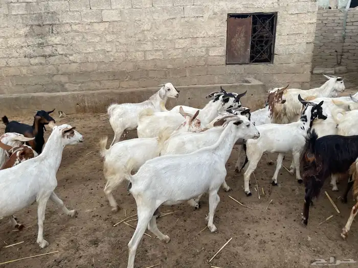 ماعز مقاني للبيع 12