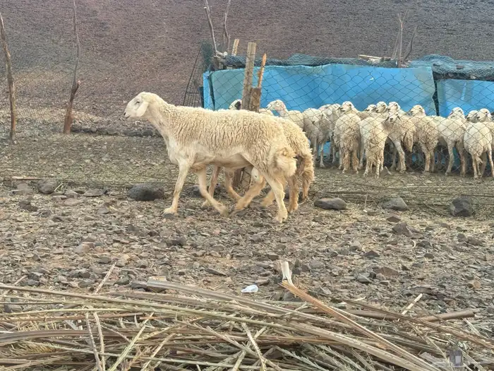 مراح حرش رخال تم البيع 2